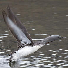 Red-throated Loon