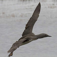 Red-throated Loon