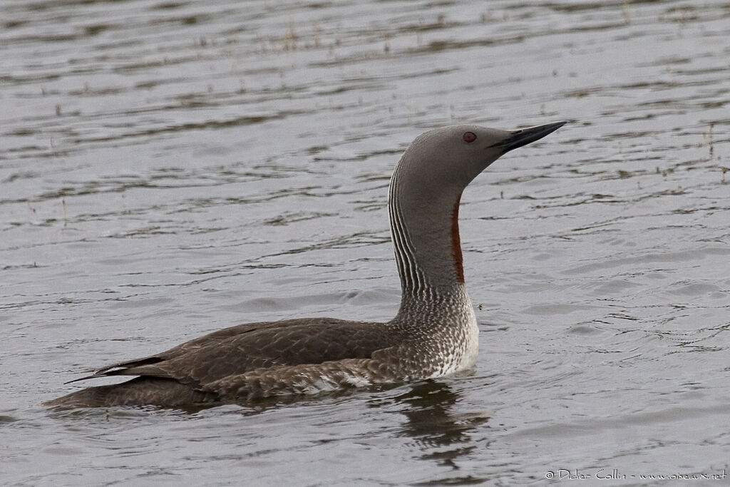 Red-throated Loonadult breeding, identification