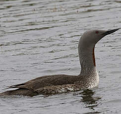 Red-throated Loon