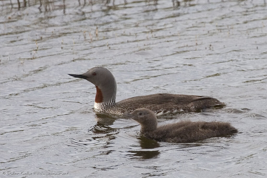 Red-throated Loon