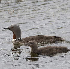 Red-throated Loon