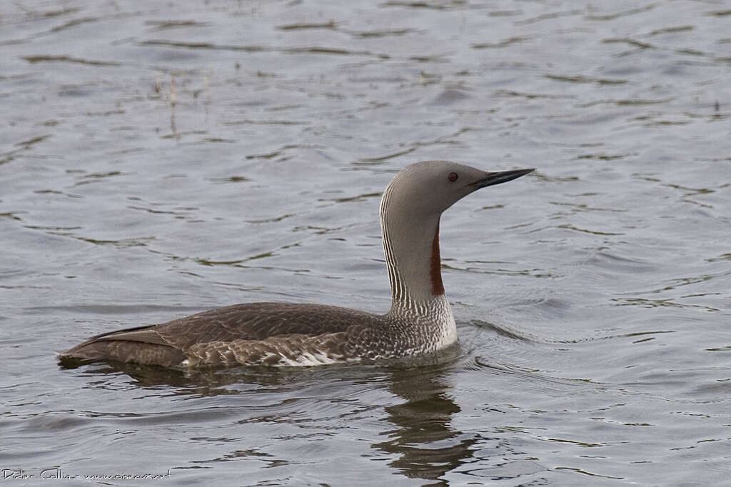 Red-throated Loonadult breeding