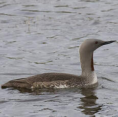 Red-throated Loon