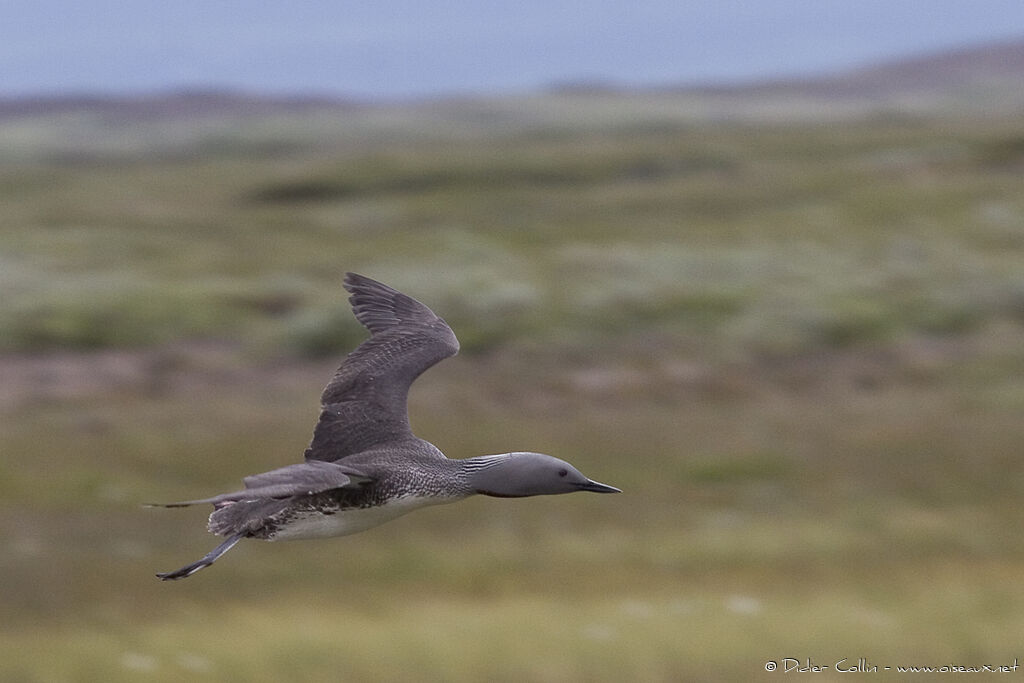 Red-throated Loonadult breeding, Flight