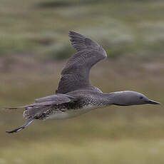 Red-throated Loon