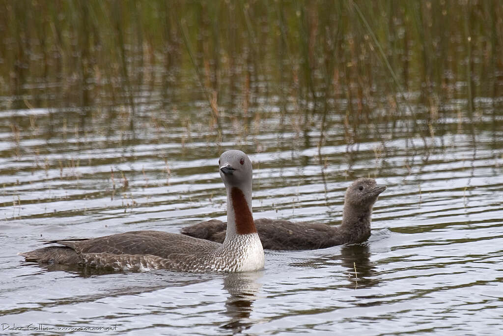 Red-throated Loon, Reproduction-nesting