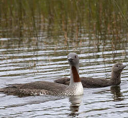 Red-throated Loon