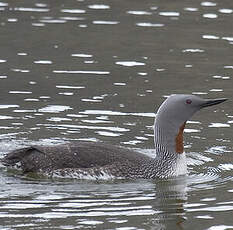 Red-throated Loon