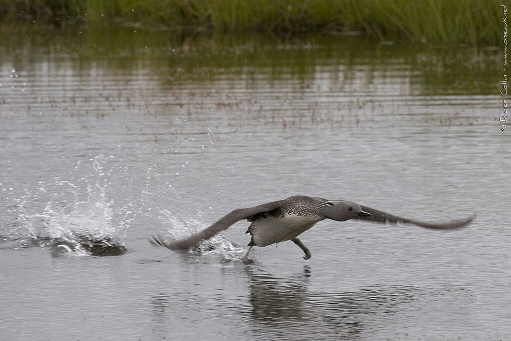 Red-throated Loonadult breeding, Flight, Behaviour