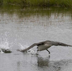 Red-throated Loon