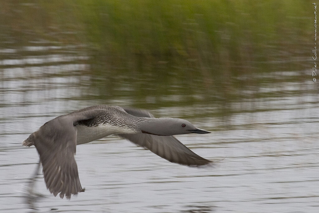 Red-throated Loonadult breeding, Flight