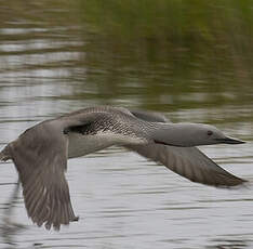 Red-throated Loon