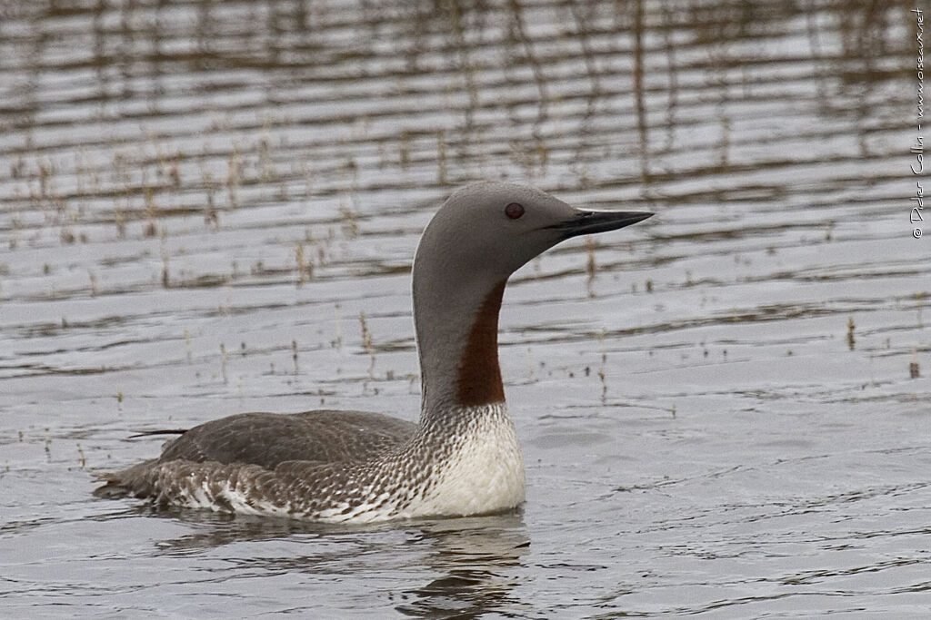 Red-throated Loonadult breeding, identification