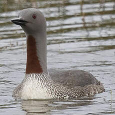 Red-throated Loon