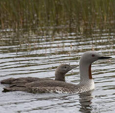 Red-throated Loon