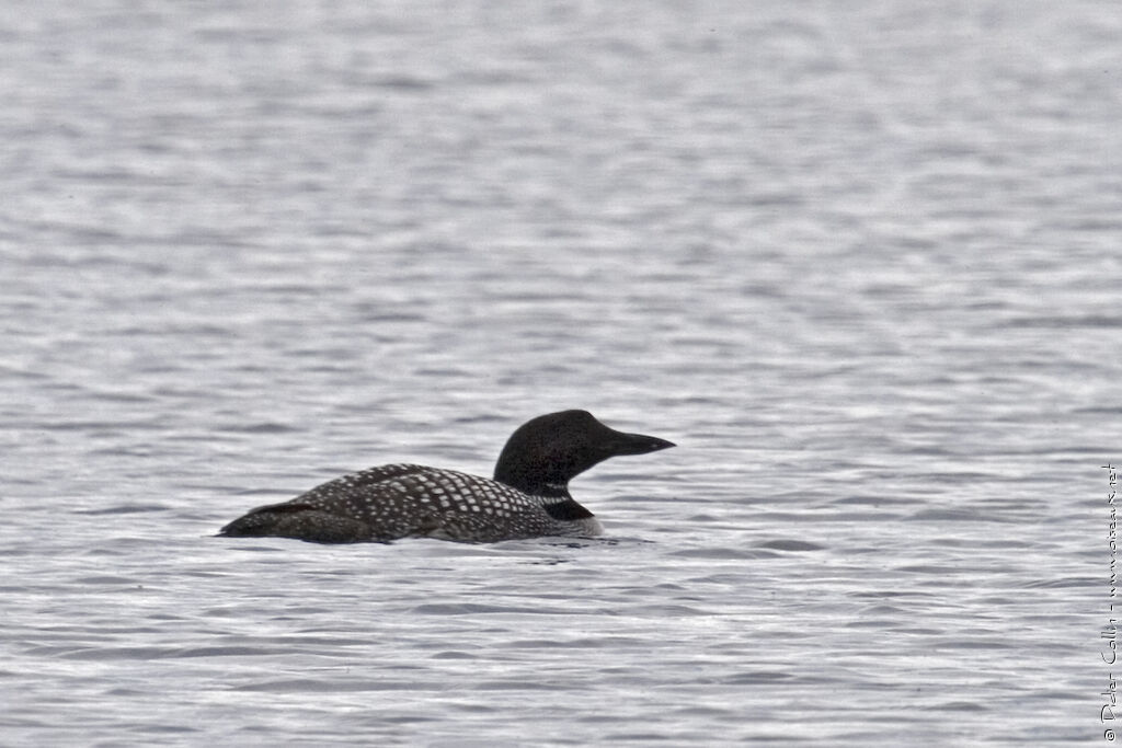 Common Loonadult breeding, identification