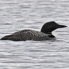 Common Loon