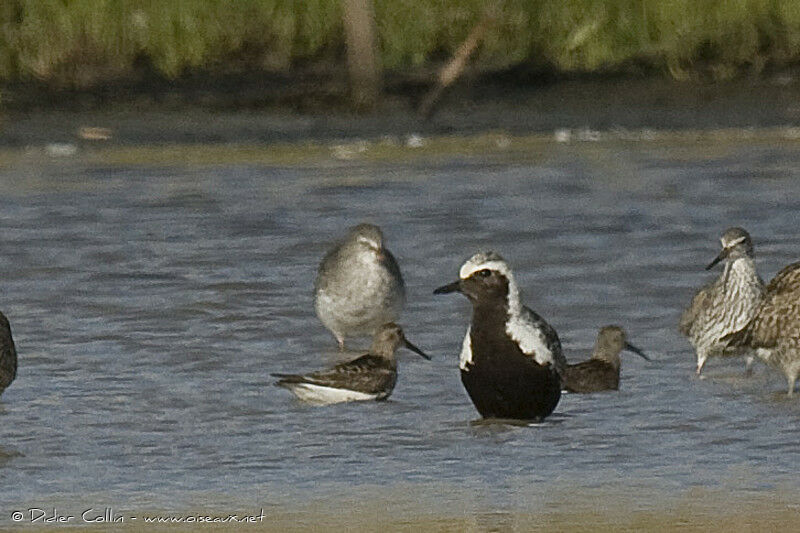 Grey Plover, identification