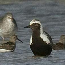 Grey Plover