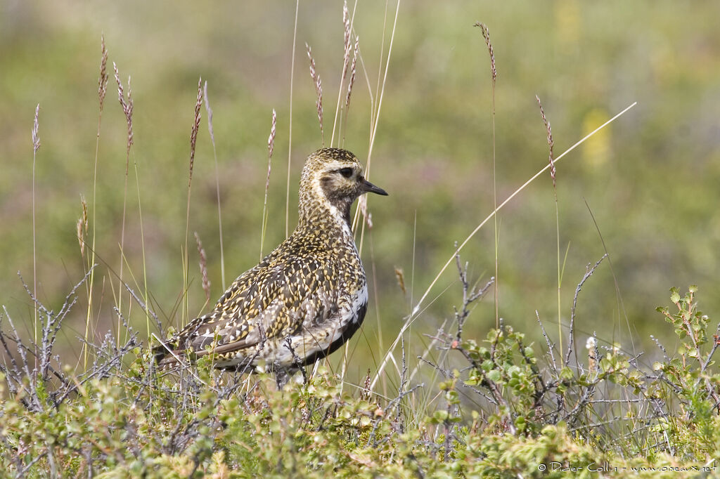 European Golden Ploveradult, identification