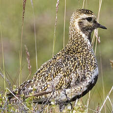 European Golden Plover