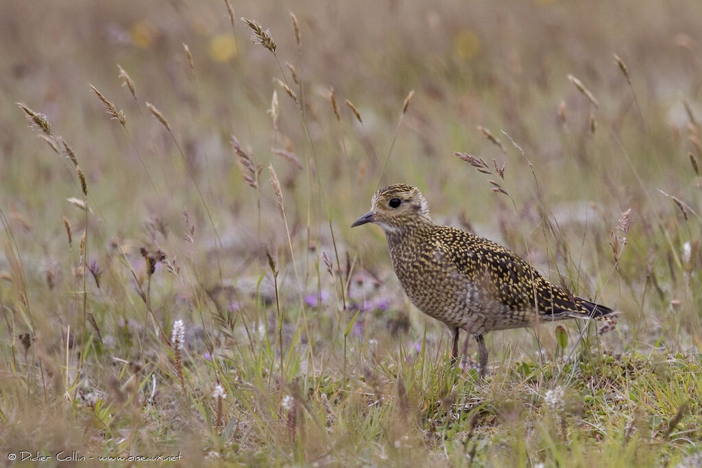 European Golden Ploverjuvenile, identification