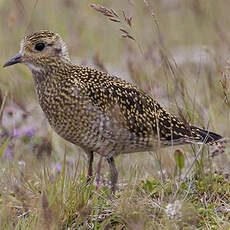 European Golden Plover