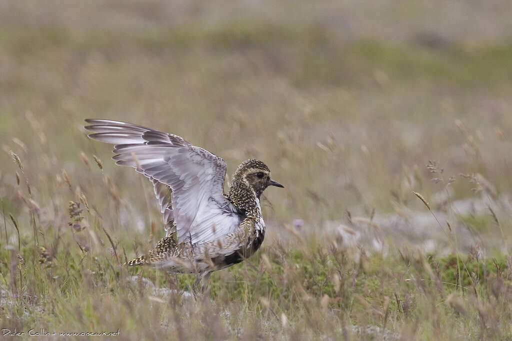 European Golden Plover male adult breeding, pigmentation