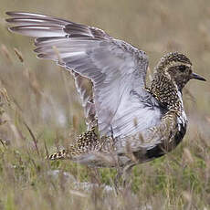 European Golden Plover