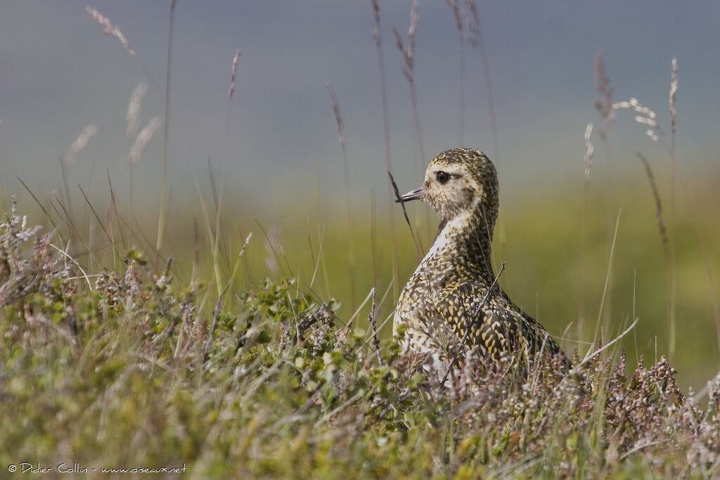 European Golden Ploverjuvenile, identification