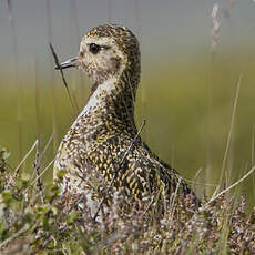 European Golden Plover