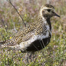 European Golden Plover