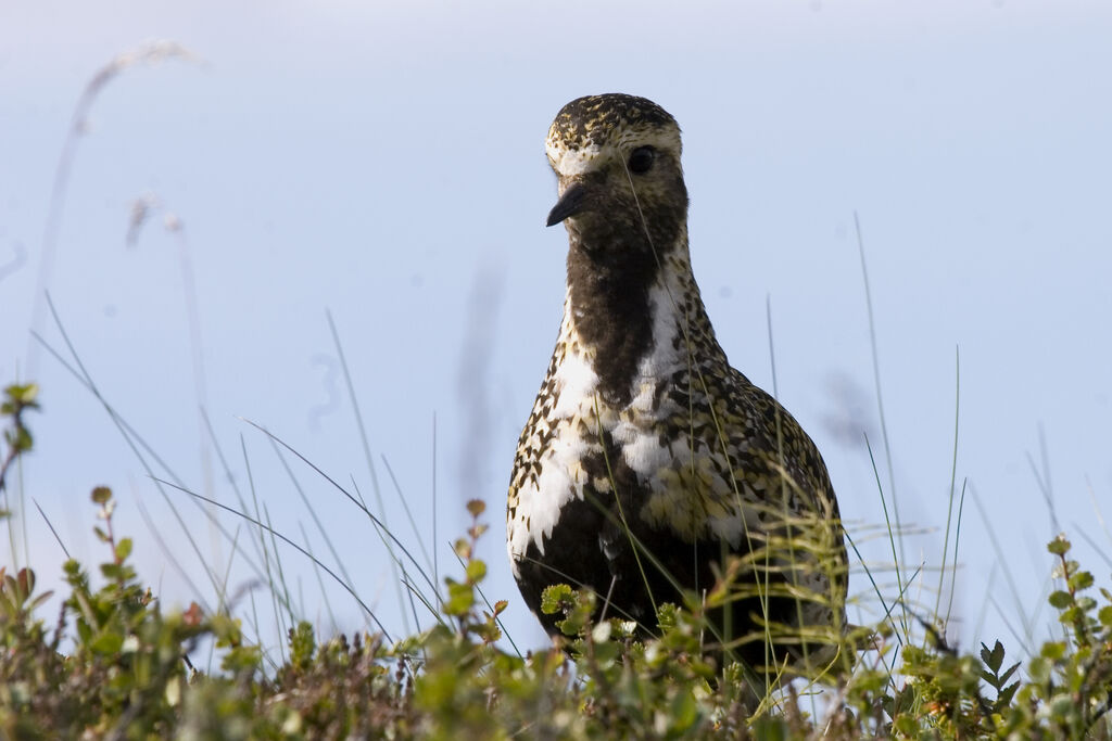 European Golden Plover