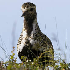 European Golden Plover