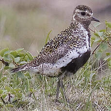 European Golden Plover