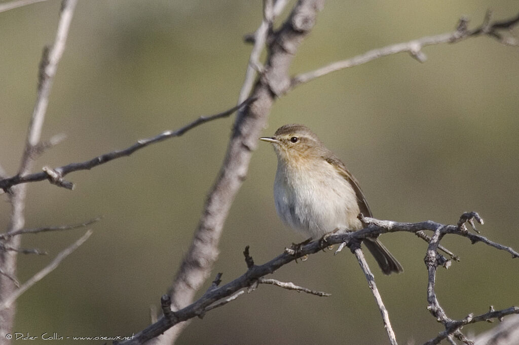 Canary Islands Chiffchaff, identification