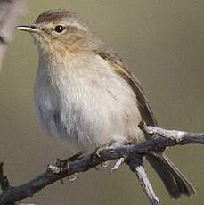 Canary Islands Chiffchaff