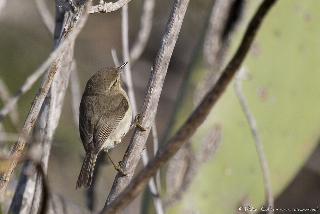 Canary Islands Chiffchaff, identification