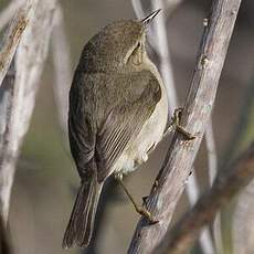 Canary Islands Chiffchaff