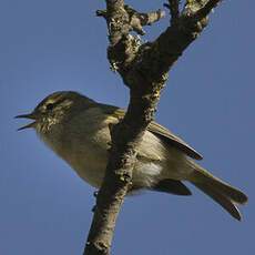 Canary Islands Chiffchaff