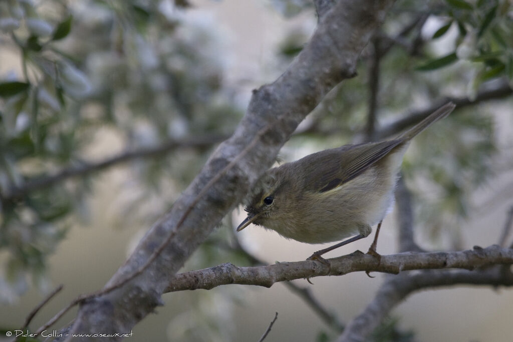 Canary Islands Chiffchaff, identification