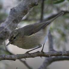 Canary Islands Chiffchaff