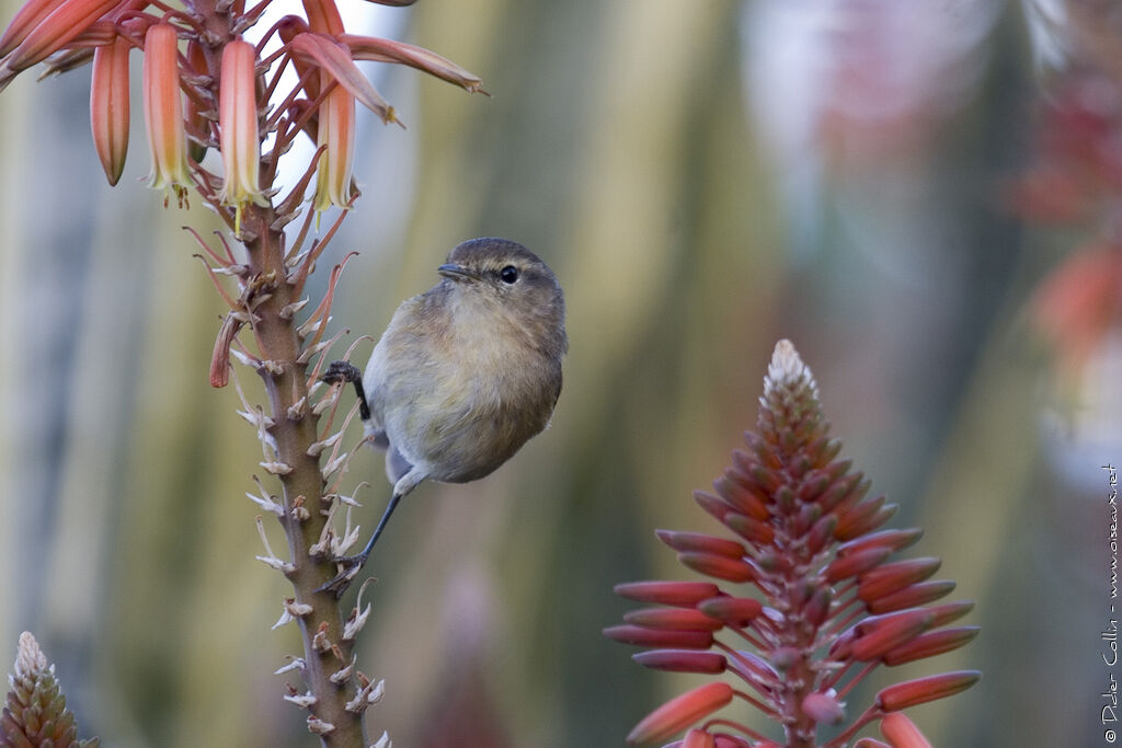 Canary Islands Chiffchaff, identification