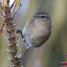 Canary Islands Chiffchaff