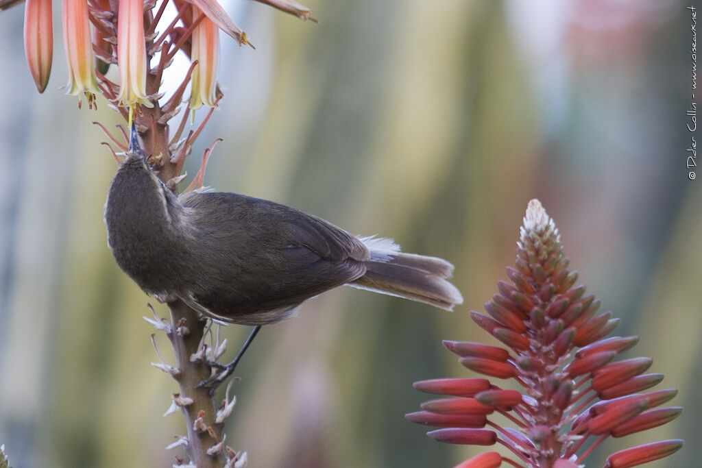 Canary Islands Chiffchaff