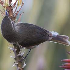 Canary Islands Chiffchaff