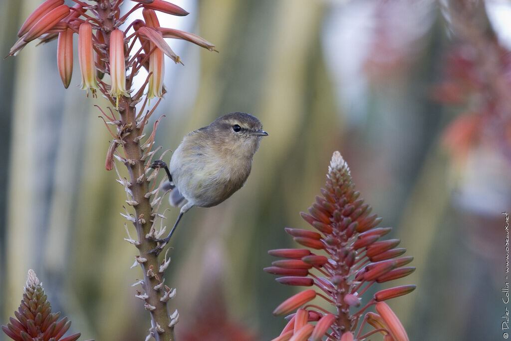 Pouillot des Canaries, identification