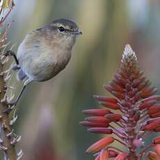 Canary Islands Chiffchaff