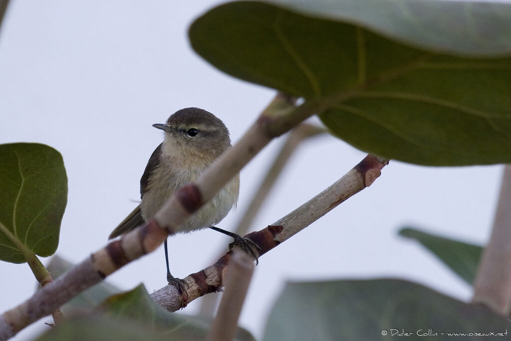 Canary Islands Chiffchaff